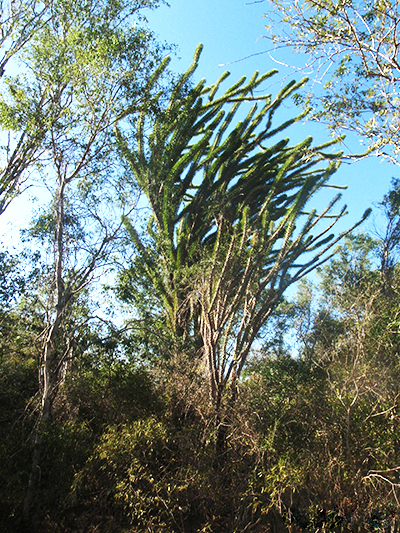 Didiéraceae, plante endémique du sud de l'ile de Madagascar.