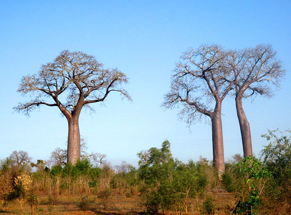 Baobabs, Adansonia za