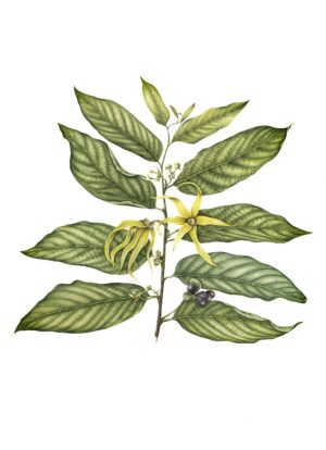 Ylang-ylang