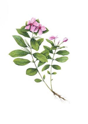 Pervenche de Madagascar